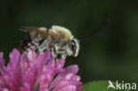 Zuidelijke langhoornbij (Eucera nigrescens) 