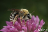 Zuidelijke langhoornbij (Eucera nigrescens) 