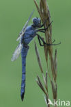 Zuidelijke oeverlibel (Orthetrum brunneum) 