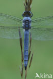 Zuidelijke oeverlibel (Orthetrum brunneum) 