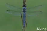 Skimmer (Orthetrum brunneum)