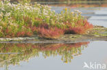 Sea Aster (Aster tripolium)