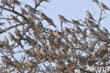 Swallow-tailed Kite (Elanoides forficatus)