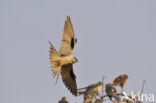 Swallow-tailed Kite (Elanoides forficatus)