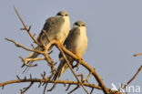 Zwaluwstaartwouw (Elanoides forficatus)