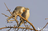 Zwaluwstaartwouw (Elanoides forficatus)