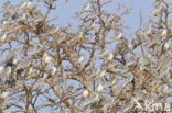 Swallow-tailed Kite (Elanoides forficatus)