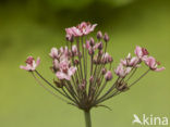 Zwanenbloem (Butomus umbellatus)