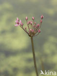 Zwanenbloem (Butomus umbellatus)