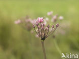 Zwanenbloem (Butomus umbellatus)