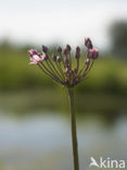 Zwanenbloem (Butomus umbellatus)