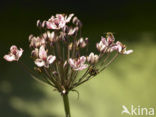 Zwanenbloem (Butomus umbellatus)