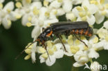 Soldier Beetle (Cantharis obscura)