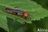 soldier beetle (Cantharis pellucida)