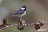 Zwarte Mees (Parus ater)