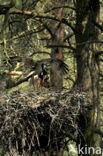 Zwarte Ooievaar (Ciconia nigra)