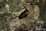 Zwarte Ooievaar (Ciconia nigra)