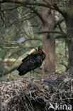 Zwarte Ooievaar (Ciconia nigra)