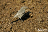 Black Redstart (Phoenicurus ochruros)