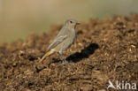 Black Redstart (Phoenicurus ochruros)