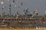 Black Tern (Chlidonias niger)