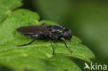 Zwartpootgitje (Cheilosia nigripes)
