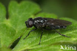 Cheilosia nigripes