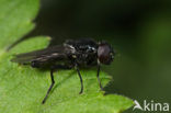 Zwartpootgitje (Cheilosia nigripes)