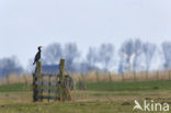 Great Cormorant (Phalacrocorax carbo)