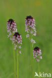 Burnt Orchid (Neotinea ustulata)