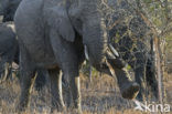 Afrikaanse olifant (Loxodonta africana) 