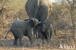 Afrikaanse olifant (Loxodonta africana) 