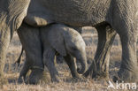 African elephant (Loxodonta africana) 