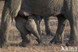 African elephant (Loxodonta africana) 