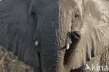 African elephant (Loxodonta africana) 