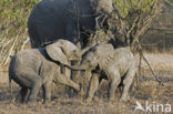 African elephant (Loxodonta africana) 