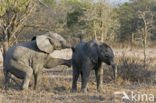 African elephant (Loxodonta africana) 