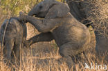 African elephant (Loxodonta africana) 