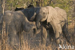 African elephant (Loxodonta africana) 