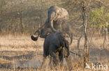 Afrikaanse olifant (Loxodonta africana) 