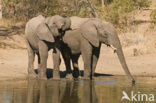 African elephant (Loxodonta africana) 