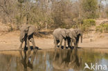 Afrikaanse olifant (Loxodonta africana) 