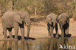 African elephant (Loxodonta africana) 