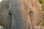 Afrikaanse olifant (Loxodonta africana) 