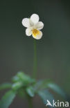 Field Pansy (Viola arvensis)