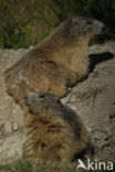 Alpine Marmot (Marmota marmota)