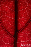 Amberboom (Liquidambar styraciflua)