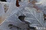 Red Oak (Quercus rubra)