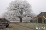 Red Oak (Quercus rubra)