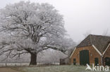 Red Oak (Quercus rubra)